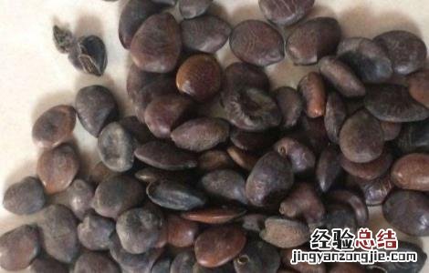 凉薯育苗方法 凉薯育苗方法有哪些