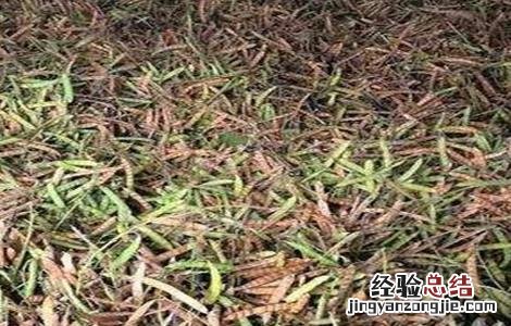 凉薯育苗方法 凉薯育苗方法有哪些