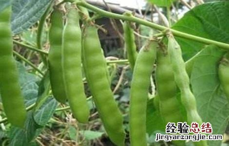 凉薯育苗方法 凉薯育苗方法有哪些