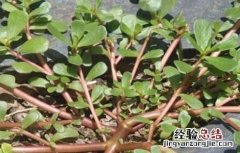 马齿苋对生长环境的要求是 马齿苋对生长环境的要求