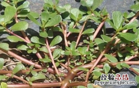 马齿苋对生长环境的要求是 马齿苋对生长环境的要求