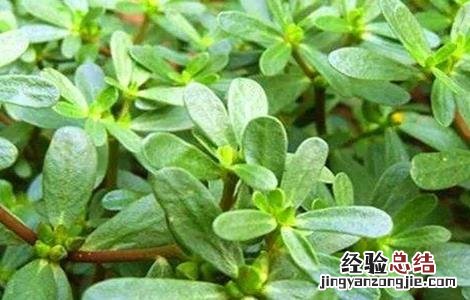 马齿苋对生长环境的要求是 马齿苋对生长环境的要求