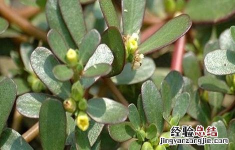 马齿苋对生长环境的要求是 马齿苋对生长环境的要求