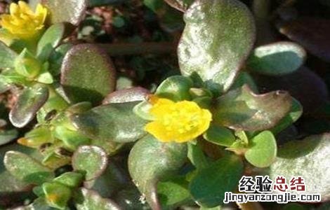 马齿苋对生长环境的要求是 马齿苋对生长环境的要求