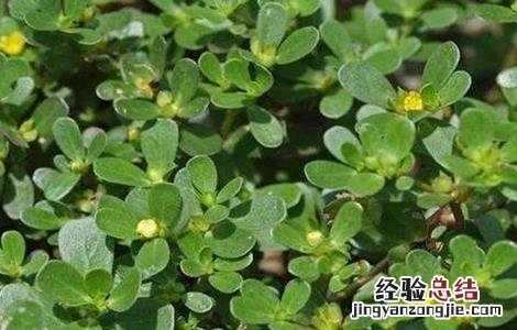马齿苋对生长环境的要求是 马齿苋对生长环境的要求