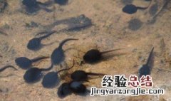 刚孵出的小蝌蚪吃什么 小蝌蚪吃什么