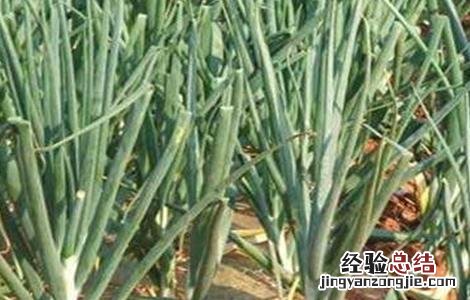 洋葱高产栽培技术种植方法 洋葱高产栽培技术