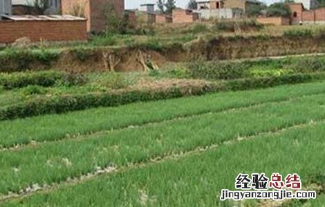 洋葱高产栽培技术种植方法 洋葱高产栽培技术