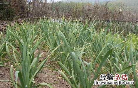 大蒜连作障碍发生原因及防治措施 大蒜退化现象,原因及预防措施