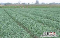 大蒜连作障碍发生原因及防治措施 大蒜退化现象,原因及预防措施