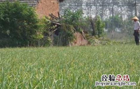 大蒜连作障碍发生原因及防治措施 大蒜退化现象,原因及预防措施