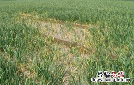 大蒜连作障碍发生原因及防治措施 大蒜退化现象,原因及预防措施