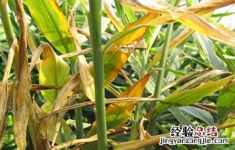怎么防治生姜根腐病 生姜根腐病的防治方法