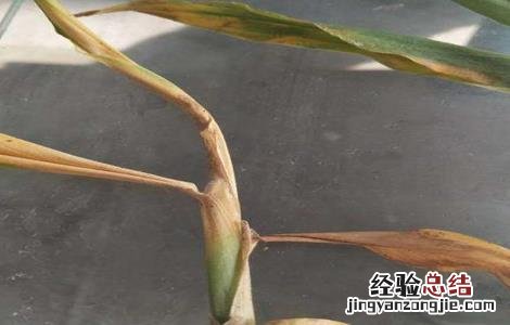 怎么防治生姜根腐病 生姜根腐病的防治方法