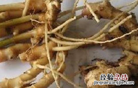 怎么防治生姜根腐病 生姜根腐病的防治方法