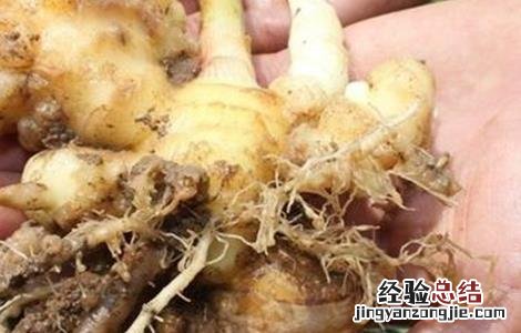 怎么防治生姜根腐病 生姜根腐病的防治方法