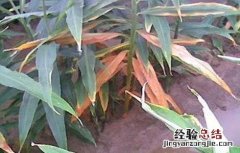 怎么防治生姜根腐病 生姜根腐病的防治方法