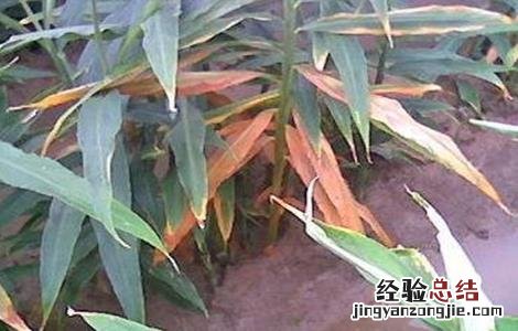 怎么防治生姜根腐病 生姜根腐病的防治方法