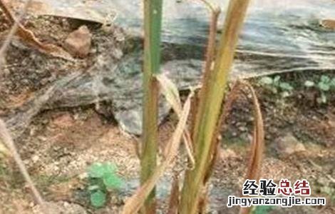 怎么防治生姜根腐病 生姜根腐病的防治方法