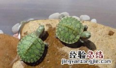 巴西龟吃什么 巴西龟吃什么蔬菜
