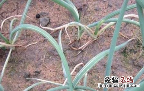大葱死株原因及防治措施图片 大葱死株原因及防治措施