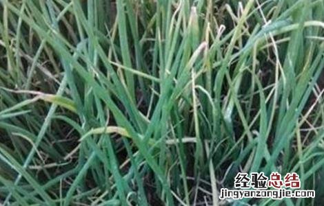 大葱死株原因及防治措施图片 大葱死株原因及防治措施