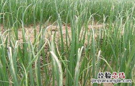 大葱死株原因及防治措施图片 大葱死株原因及防治措施