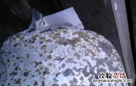 平菇的种植环境和要求 平菇对生长环境的要求