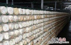 平菇的种植环境和要求 平菇对生长环境的要求
