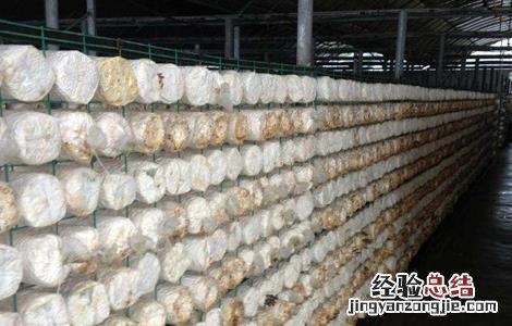 平菇的种植环境和要求 平菇对生长环境的要求