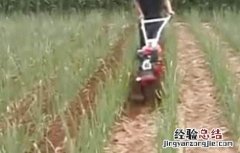 大葱的田间管理技术 大葱田间管理技术
