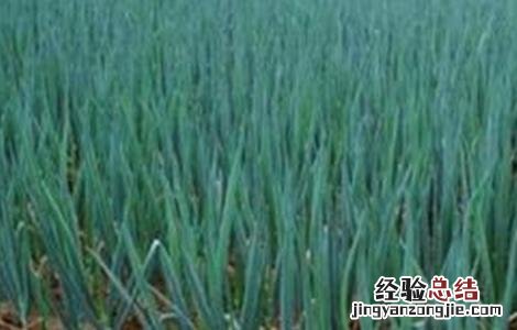 大葱的田间管理技术 大葱田间管理技术