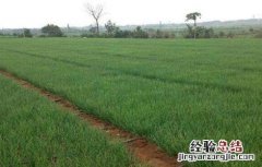 红葱栽培技术 红葱种植技术