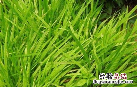 红葱栽培技术 红葱种植技术