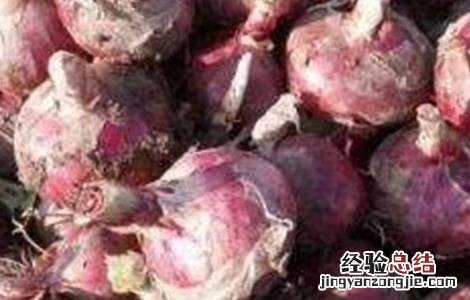 红葱栽培技术 红葱种植技术