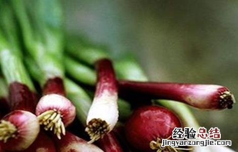 红葱栽培技术 红葱种植技术