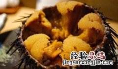 海胆是什么东西图片大全 海胆是什么东西