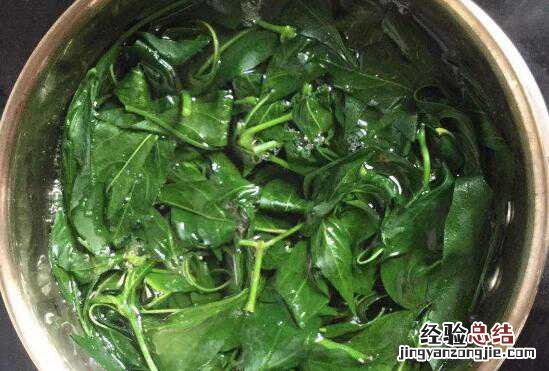 辣椒叶的功效与作用及禁忌有哪些图片 辣椒叶的功效与作用及禁忌有哪些