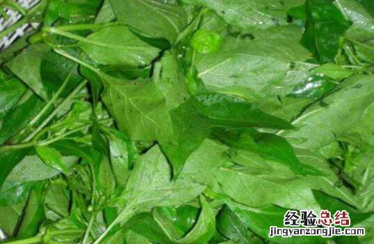 辣椒叶的功效与作用及禁忌有哪些图片 辣椒叶的功效与作用及禁忌有哪些