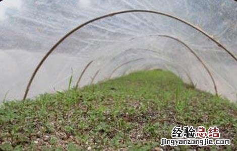 花椒苗期管理技术 花椒幼苗管理技术