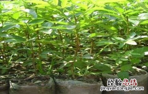 花椒苗期管理技术 花椒幼苗管理技术