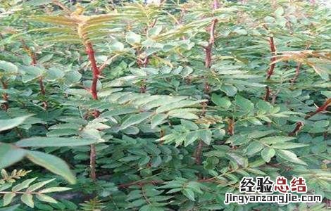 花椒苗期管理技术 花椒幼苗管理技术