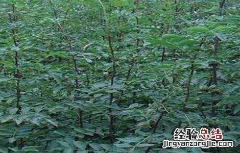 花椒苗期管理技术 花椒幼苗管理技术