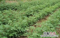 花椒苗期管理技术 花椒幼苗管理技术