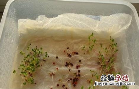 菠菜无土栽培技术与管理 菠菜无土栽培技术