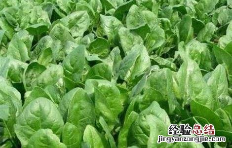 菠菜无土栽培技术与管理 菠菜无土栽培技术