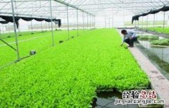 菠菜无土栽培技术与管理 菠菜无土栽培技术