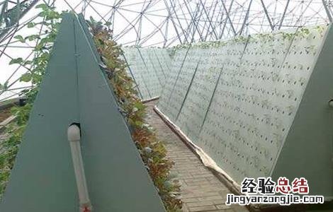 菠菜无土栽培技术与管理 菠菜无土栽培技术