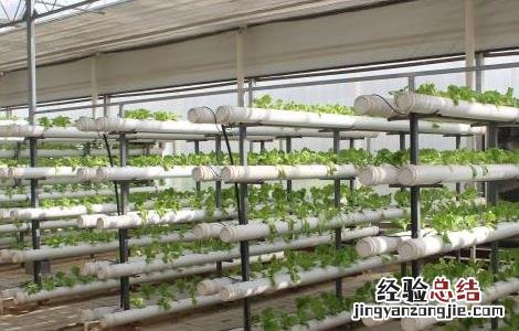 菠菜无土栽培技术与管理 菠菜无土栽培技术