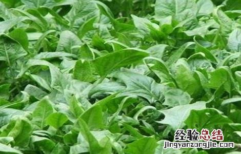 菠菜无土栽培技术与管理 菠菜无土栽培技术
